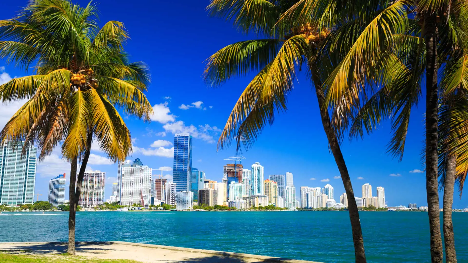 Skyline view of Miami, Florida through palm trees on a beach